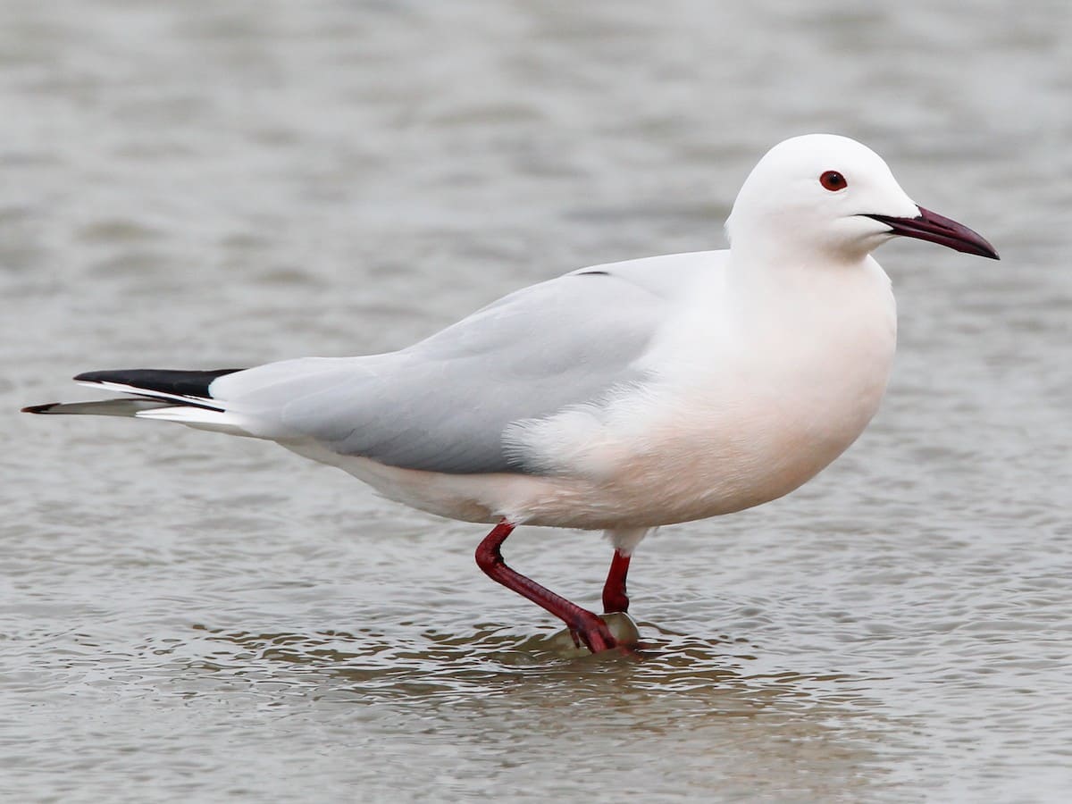 Slender-billed Gull